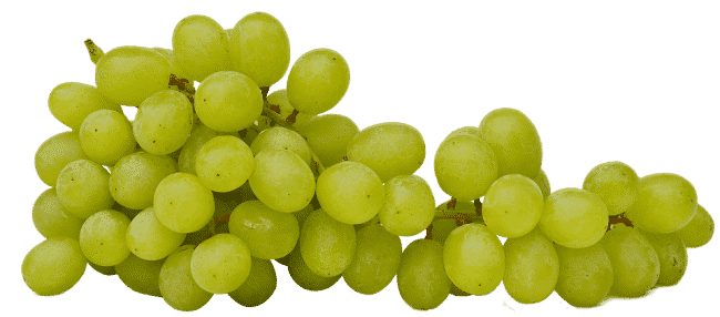 uvas